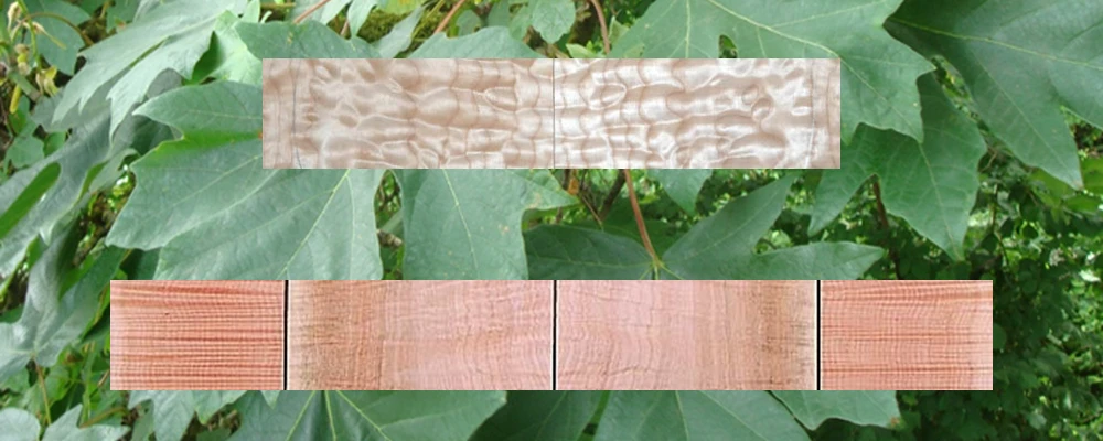 Tonewoods - Bigleaf Maple