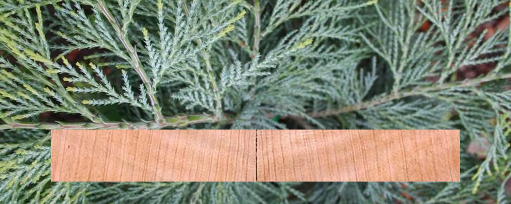 Tonewoods - Port Orford Cedar