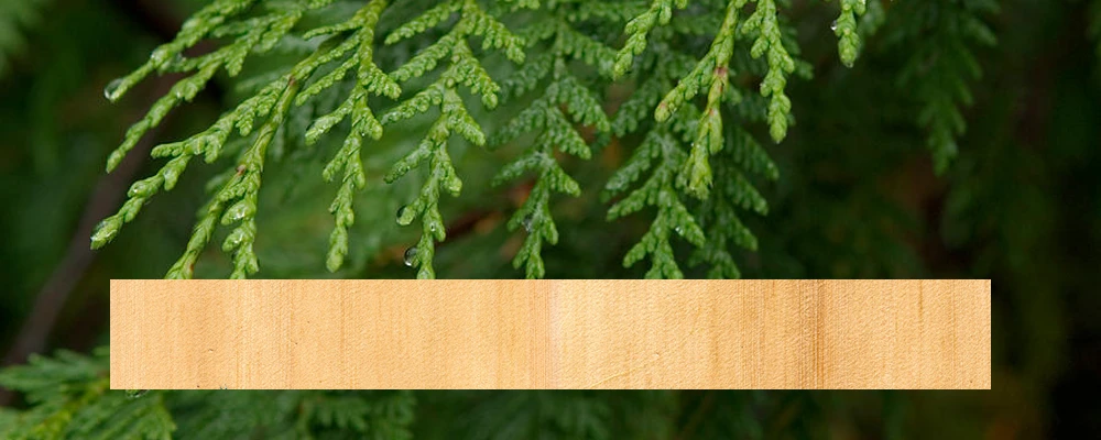 Tonewoods - Alaskan Yellow Cedar